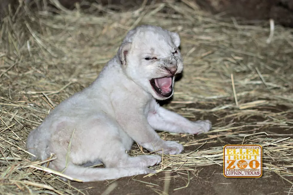 Rare White Lion Born at Lufkin Zoo