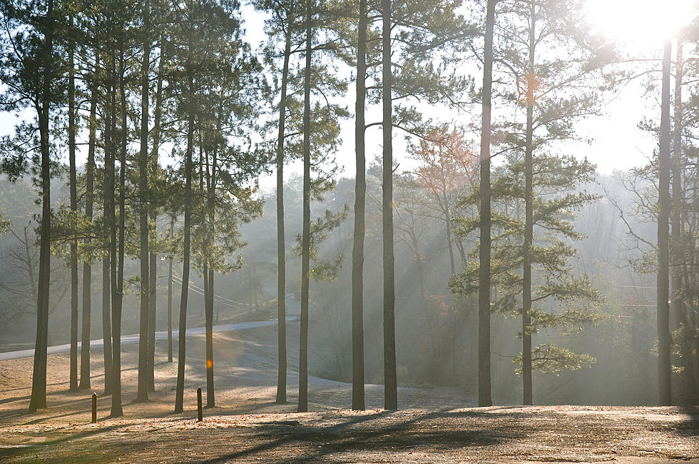 No. Your Pine Trees are Not Dead