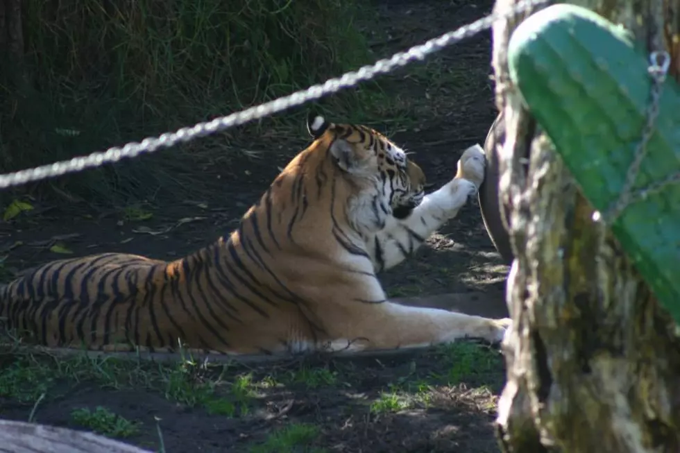 Free Admission For Anyone on the Spectrum and Their Family at Tiger Creek in Tyler on April 22