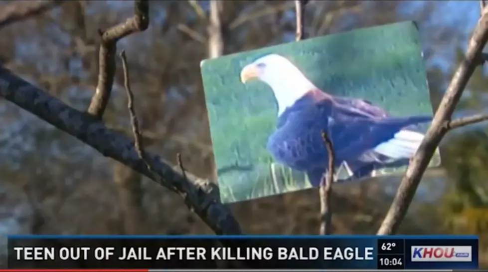 Texas Teen Who Killed Bald Eagle Charged With Unlawful Hunting