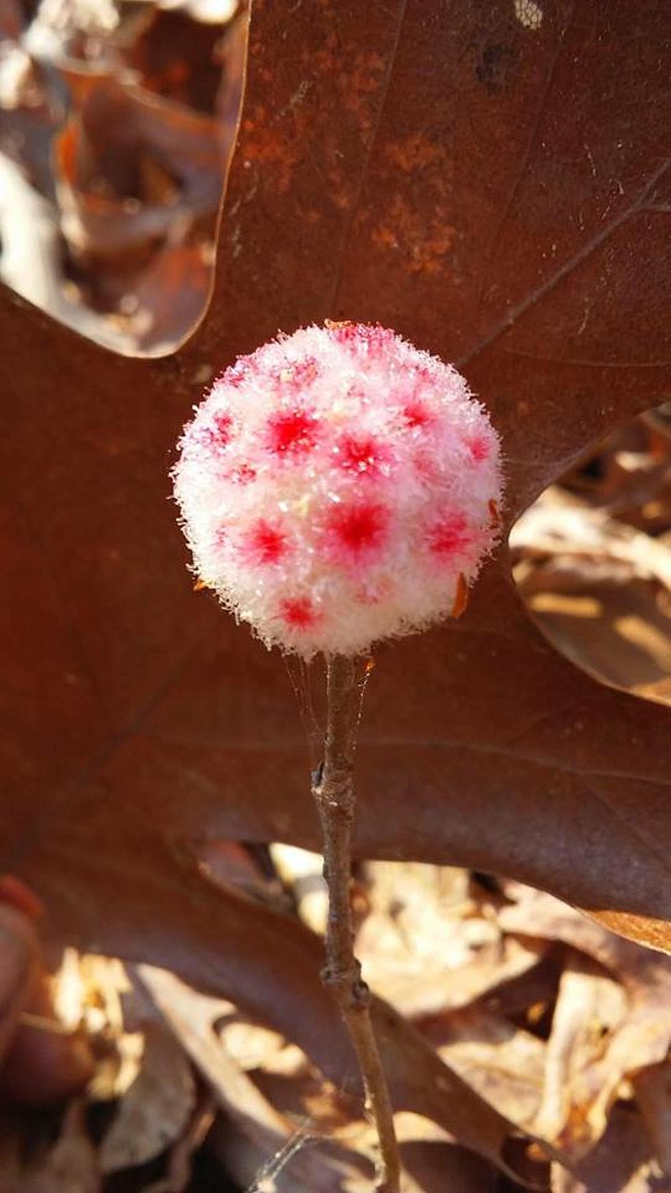 Texas Parks & Wildlife Shares Dr. Seuss-Looking Plant – or What’s Known as a Wool Sower Gall