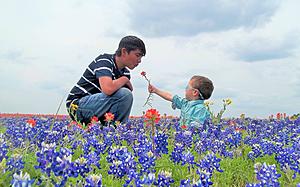 Can You Get in Trouble for Picking a Bluebonnet?