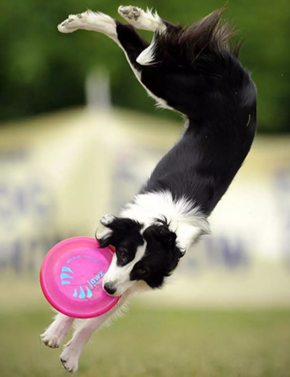 Disc Dog and Disc Golf Championship in Tyler April 1