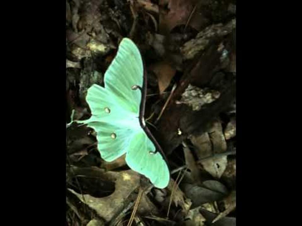 Do You Know What This Beautiful Green Moth Found All Over Texas is Called?