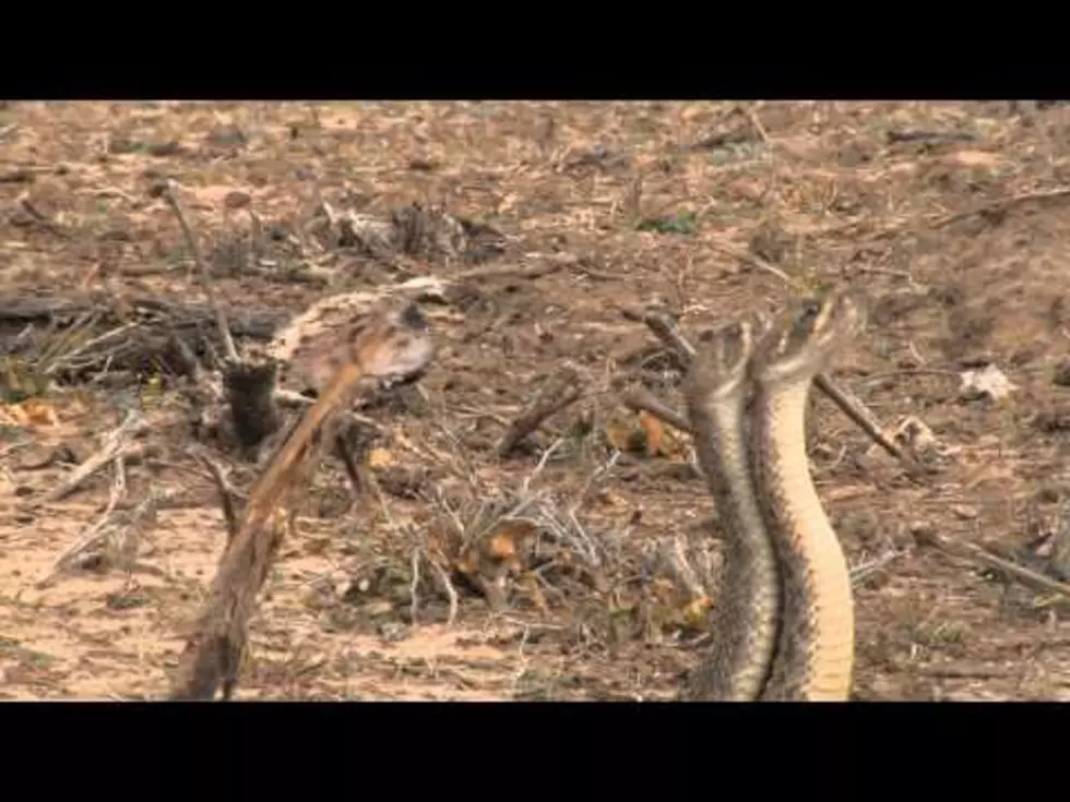 Texas Hiker Catches Footage of Two Rattlesnakes Duking it Out Over Female