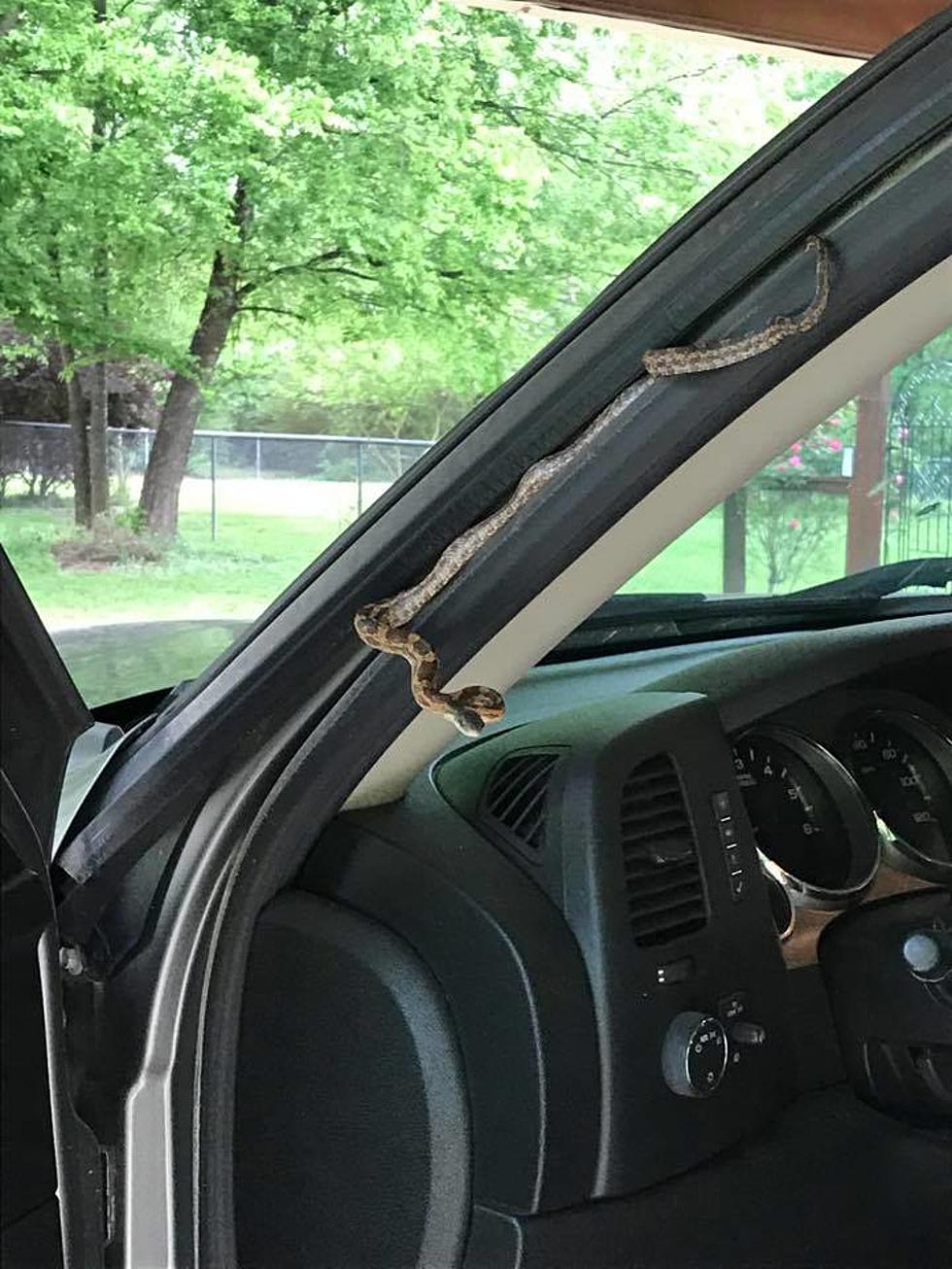 Texas Woman Opens Truck Door, Looks Up and Makes a New Friend&#8230; Well, Not Really