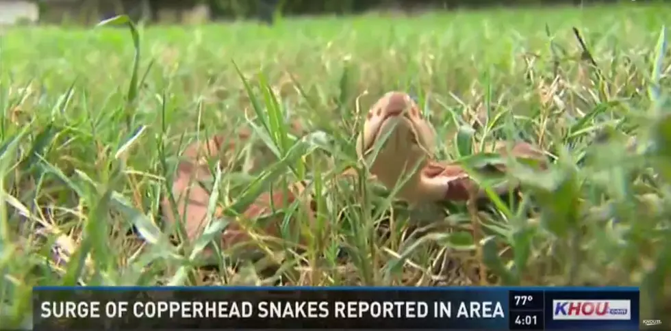We’ve Learned Something New about Copperheads in Texas
