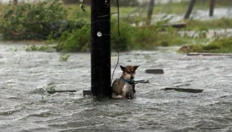 ‘Pet Owners’ Leave Their Dogs Chained Up While Evacuating Hurricane Harvey
