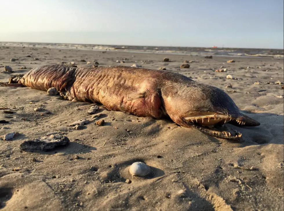 Frighting Eel Washed Up on Texas Coast During Hurricane Harvey