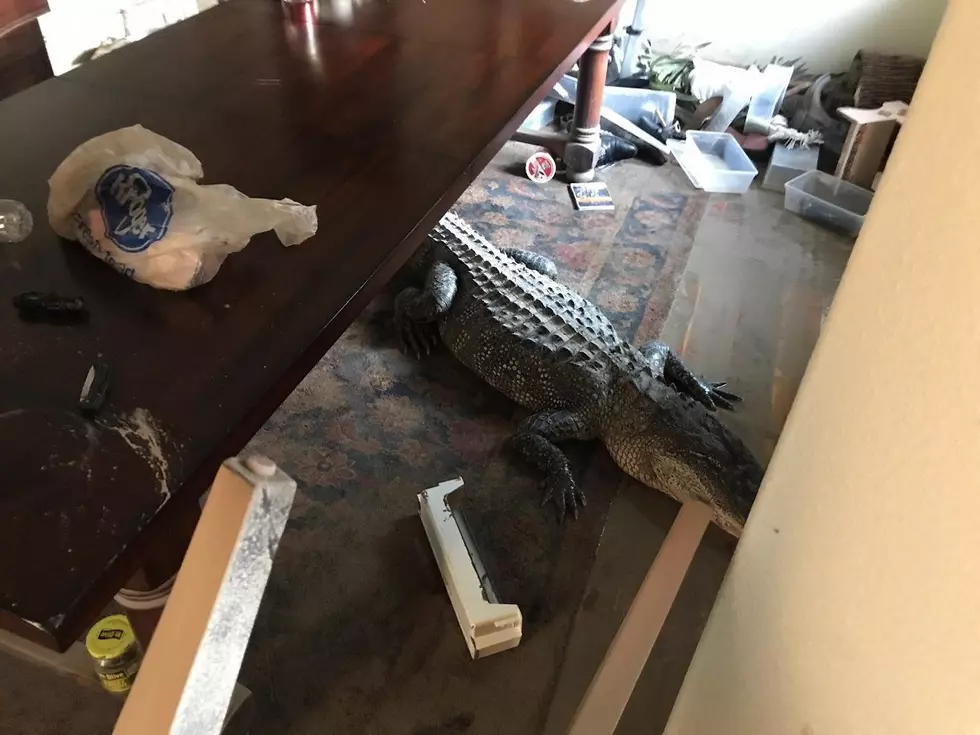 Alligator Found INSIDE Houston Home During Floods