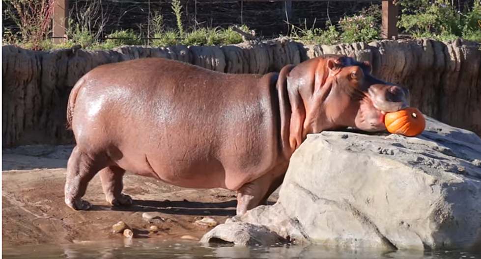 Dallas Zoo Animals Make Halloween Oh So Cute