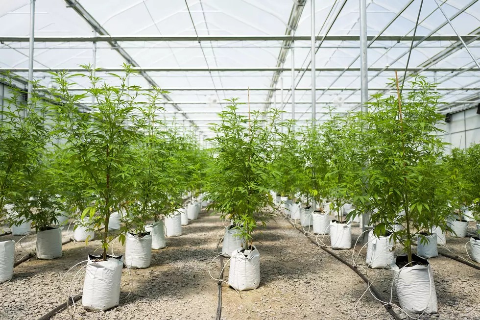 Wyoming Pranksters Plant Marijuana in City Flower Pots