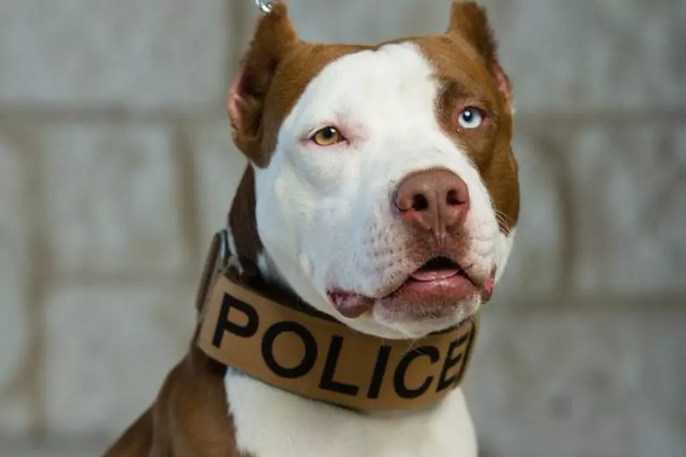 Texas-Rescued Kano is Now Kansas' First Pit Bull K-9 Officer