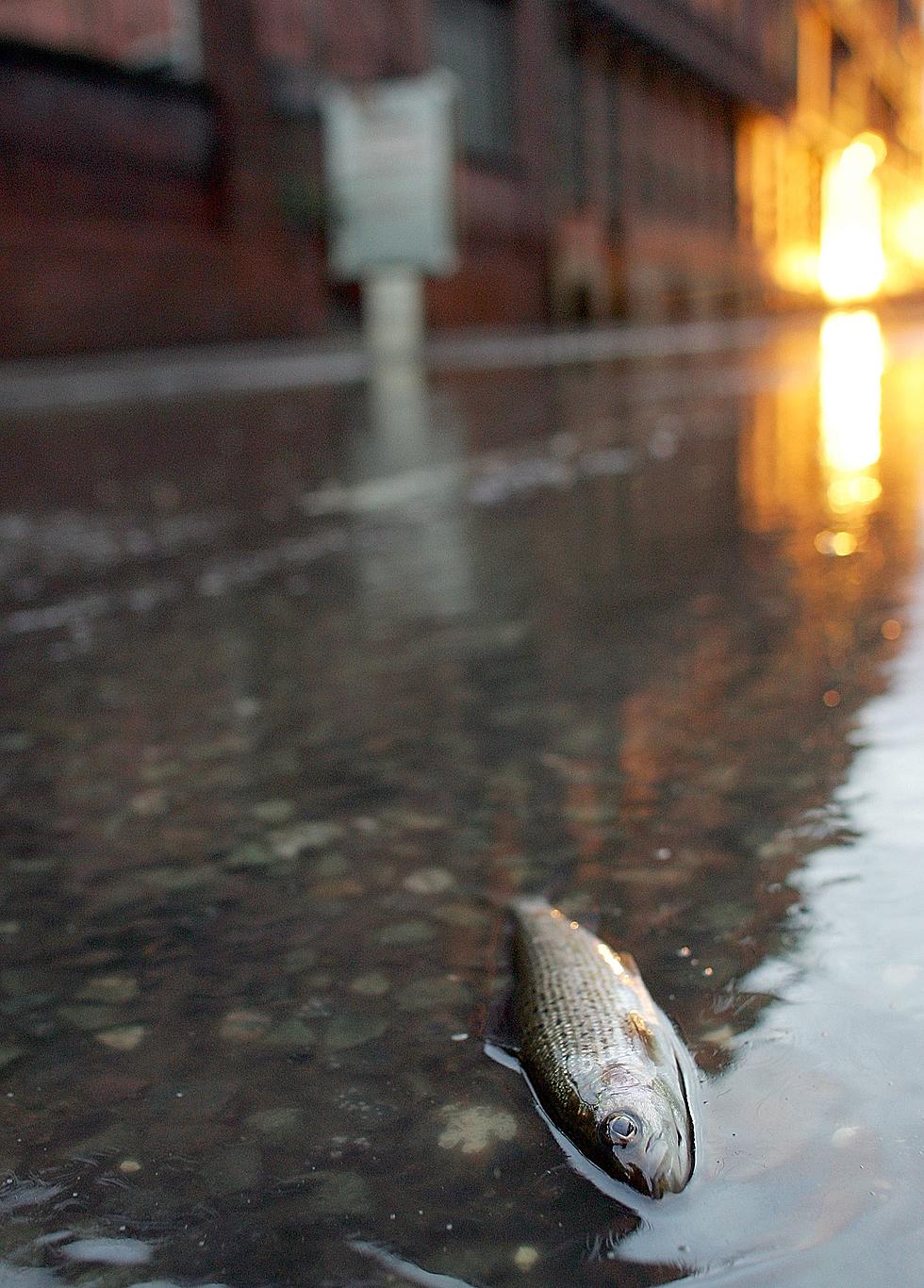 It Was 'Sleeting Fish' During a Texas Winter Storm