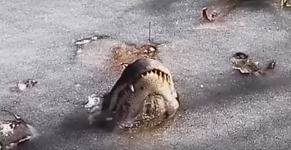 Here's How an Alligator Survives a Winter Freeze