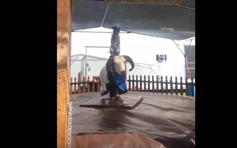 This Dog Rides a Mechanical Bull Better Than You