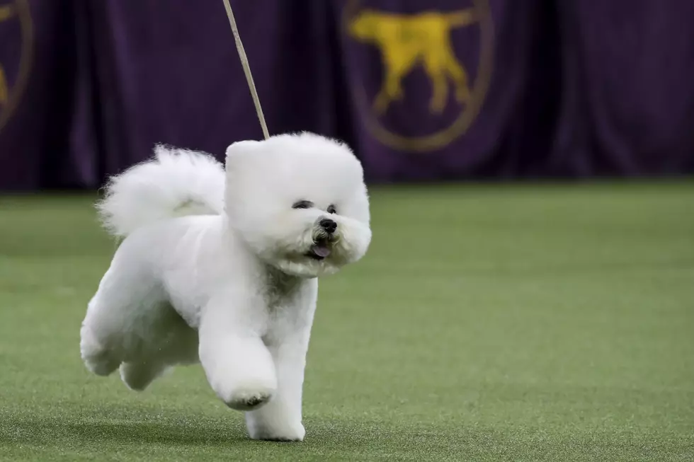 Rescue Dogs Are Finally Getting the Chance to Be Best In Show