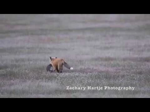 Golden Eagle Attacks Deer In Shocking Photos