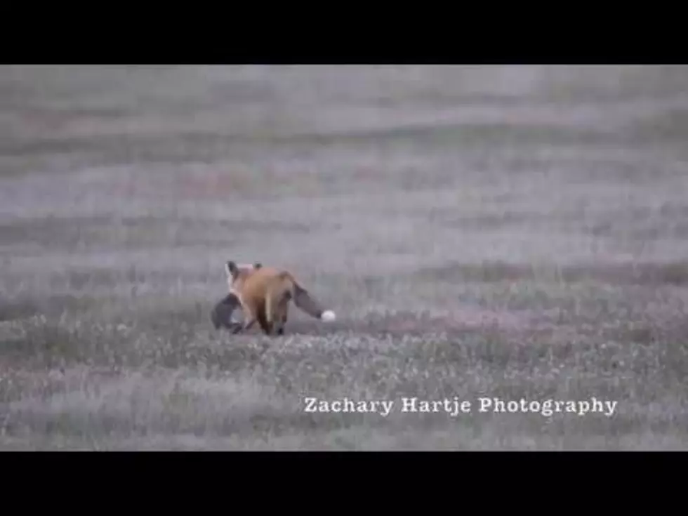 CAUGHT ON VIDEO: Epic Battle In Sky Between Fox, Eagle