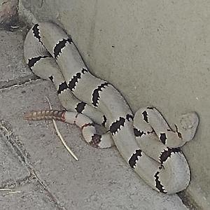 Unique White Rattlesnake Found in Texas State Park