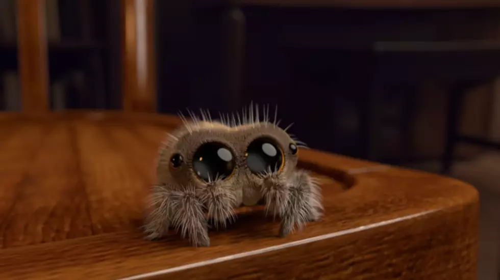 If You're Not Following Lucas The Spider on Youtube, You Should