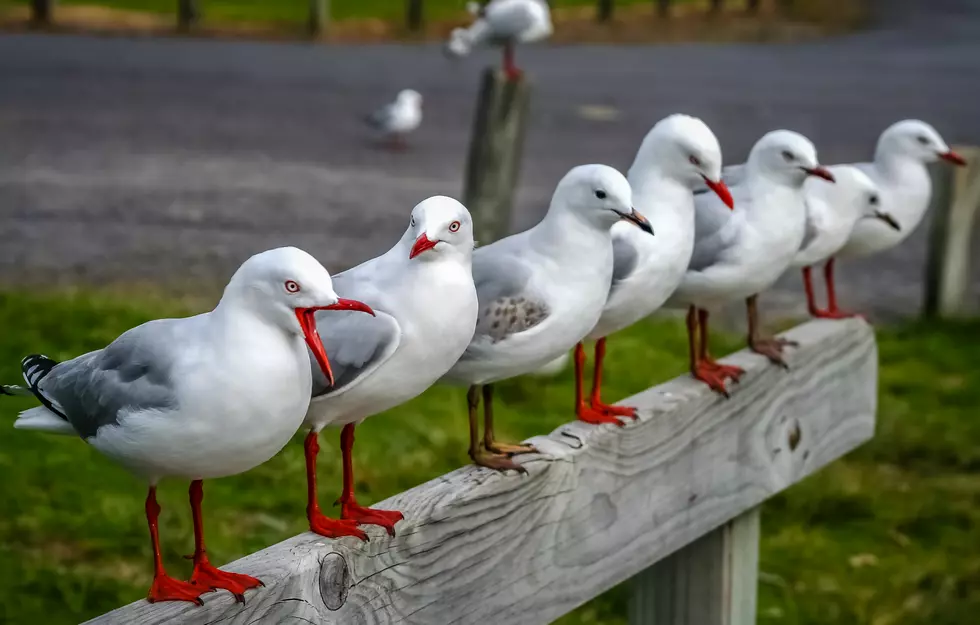 Man Fined $124 for Kicking a Seagull Trying to get His Cheeseburger