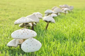 Mushrooms Blooming After ETX Rains Could Poison Your Dog