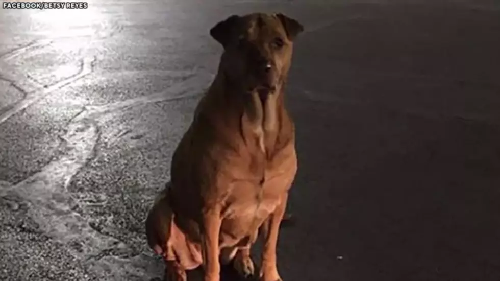 Dog Masters Hungry Look To Feed Her McDonald’s Food Obsession