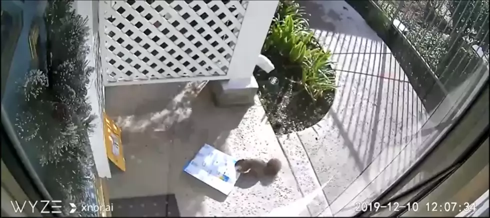Porch Pirate Identified as Squirrel on Security Camera