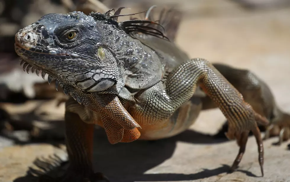 Florida Residents Asked to keep an Eye out for Falling Iguanas