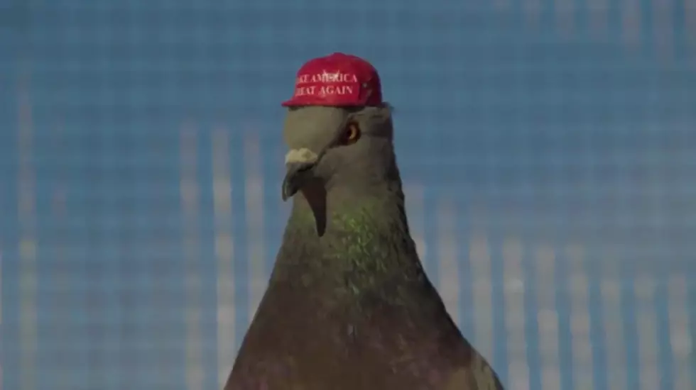 Someone Put MAGA Hats on Pigeons in Las Vegas