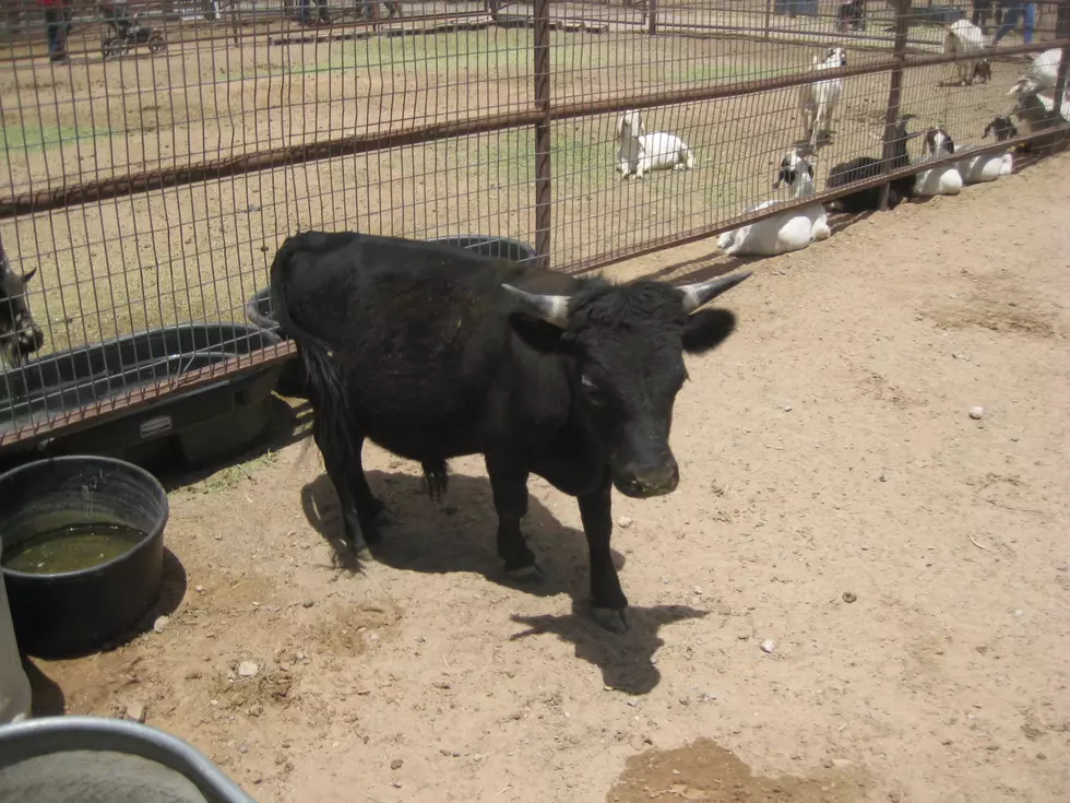 Rabid Cow In San Antonio Rodeo Was Shown By Hopkins County Student