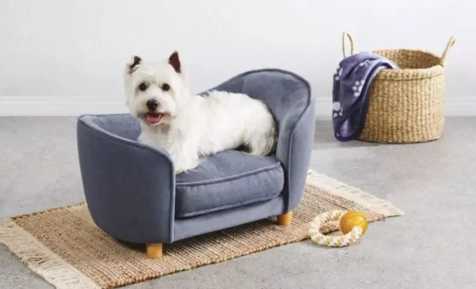 ALDI Is Releasing Mini Sofas For Your Pampered Pet This Month