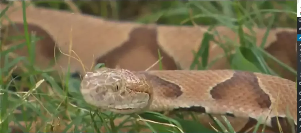 Oak Trees and Cicada Chirps Could be Attracting Copperheads