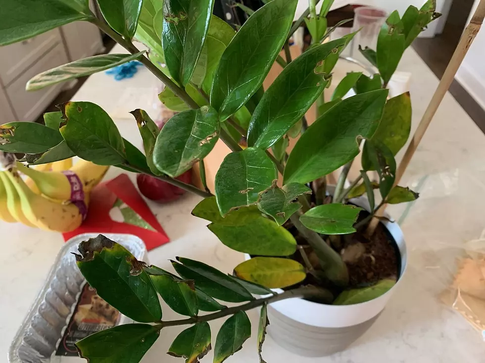 My Cat Won’t Stop Eating My House Plants–What To Do?