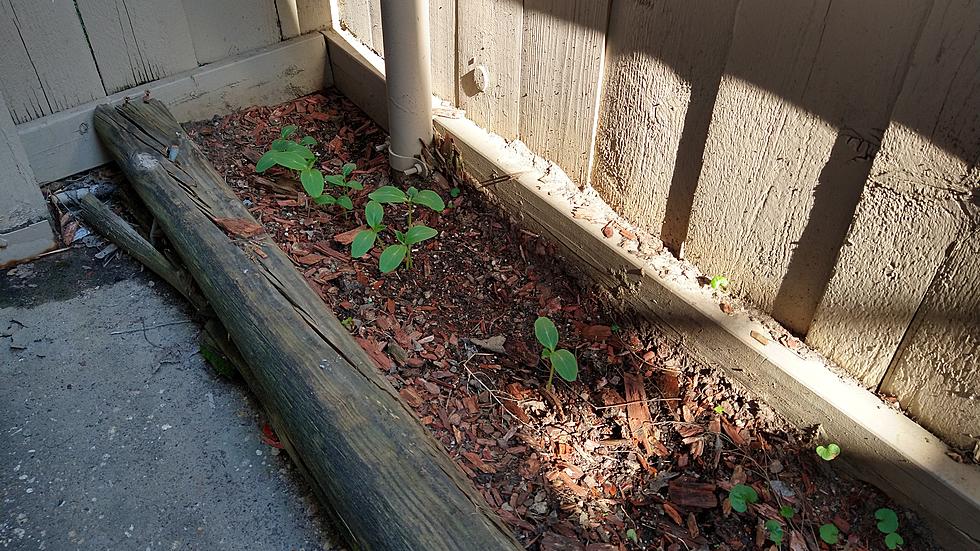 I&#8217;ve Got my First Sprouts in My Small Garden