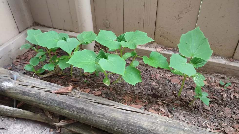 My Small Vegetable Garden is Coming Along Pretty Good (Cont.)