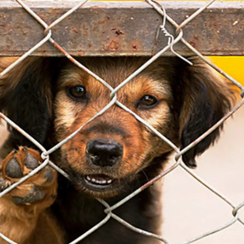 Should The Laws Protecting Animals From Cruelty Be Even Harsher?