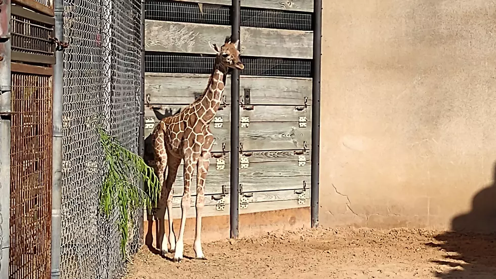 Caldwell Zoo’s Newest Giraffe Just Turned 1 and She’ll Brighten Your Day
