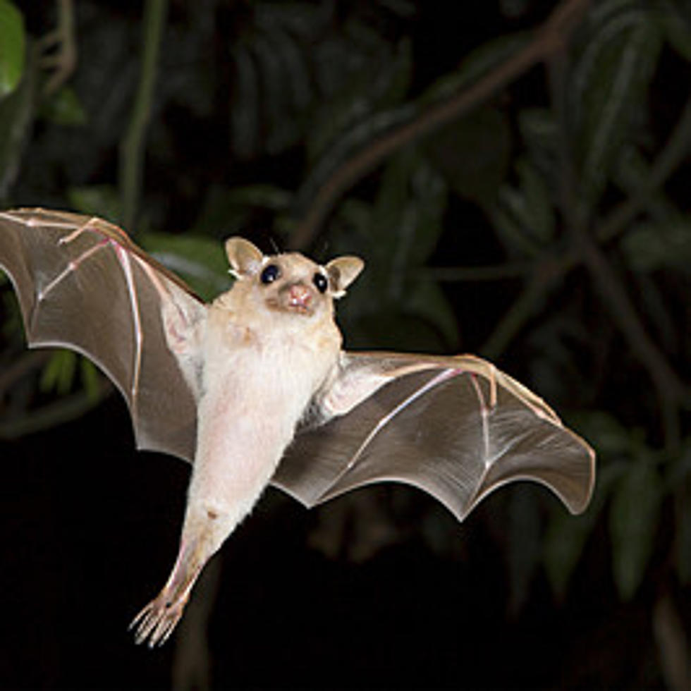 Do You Have Bats At Your House, Too? Personally, I Like Them