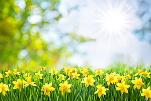 Keep Tyler Beautiful Hosts &#8220;Project Daffodil Sale&#8221; Now Thru September 23