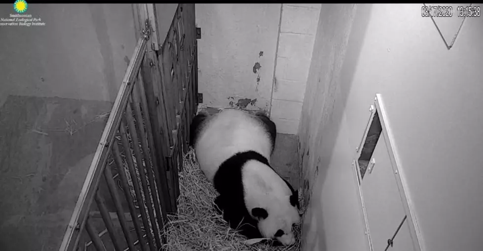 Panda Cam: A Giant Panda At The Smithsonian&#8217;s National Zoo Is Preparing To Give Birth
