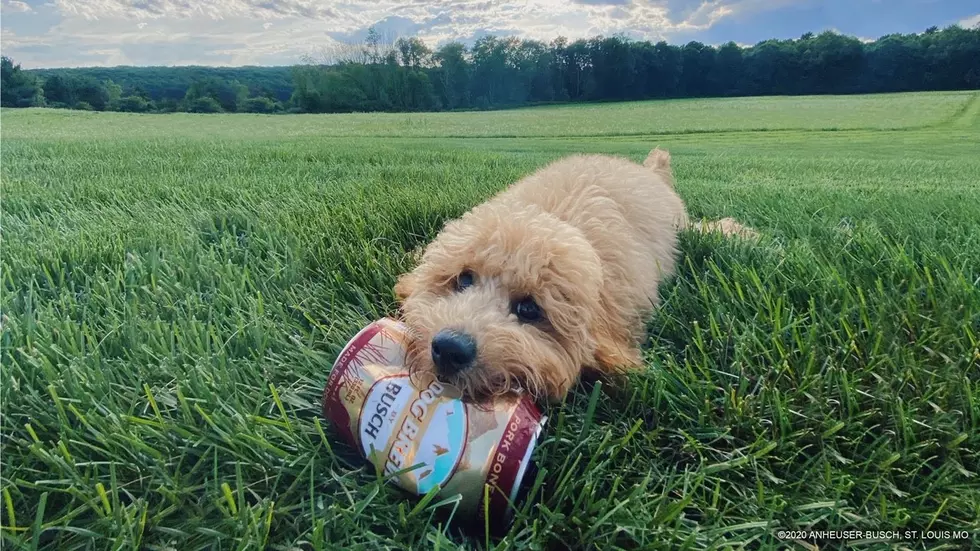 Busch Beer Has A New Dog Brew!