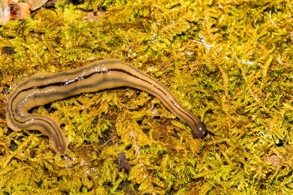 Great, Now We Have To Worry About Hammerhead Worms