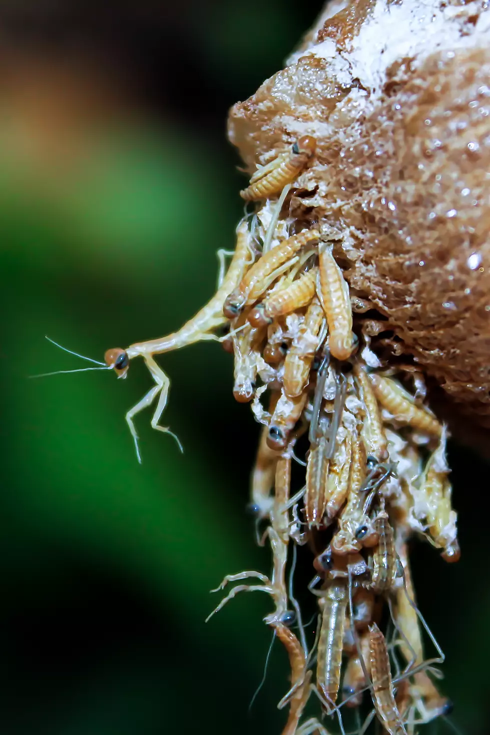 Closeup view of translucent praying mantis nymphs as they hatch