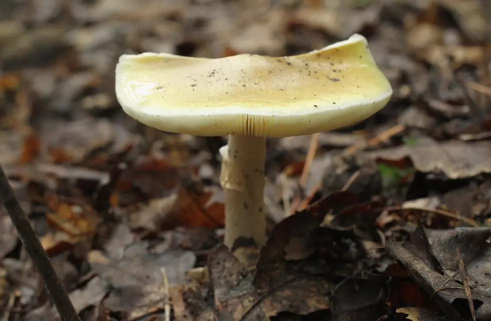 Watch Out For These Deadly, Toxic Mushrooms In The Pineywoods This Year