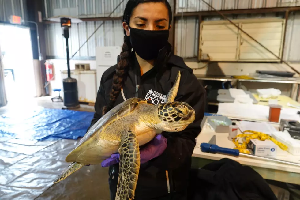 [WATCH] Rescued “Cold-Stunned” Sea Turtles Returned To Texas Gulf Waters