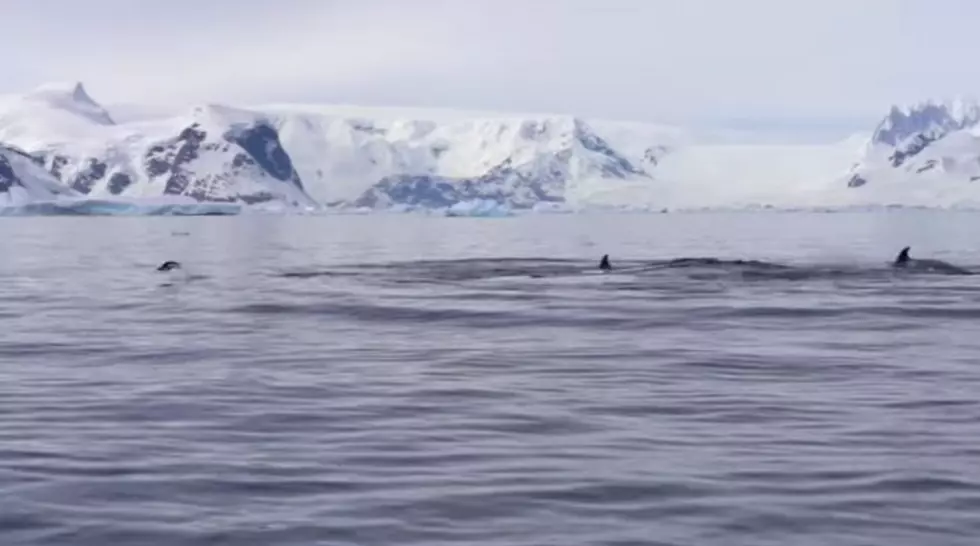 Suspenseful Video Shows Penguin Nearly Escape Being Eaten By Orcas In Antarctica