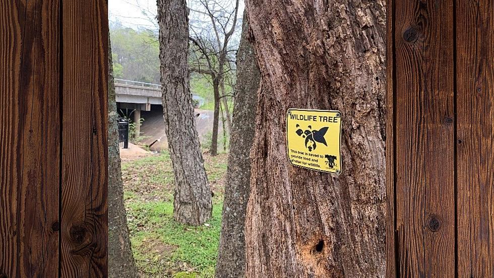 Ugly Tyler Trees are Given Second Life with "Wildlife Tree" Signs