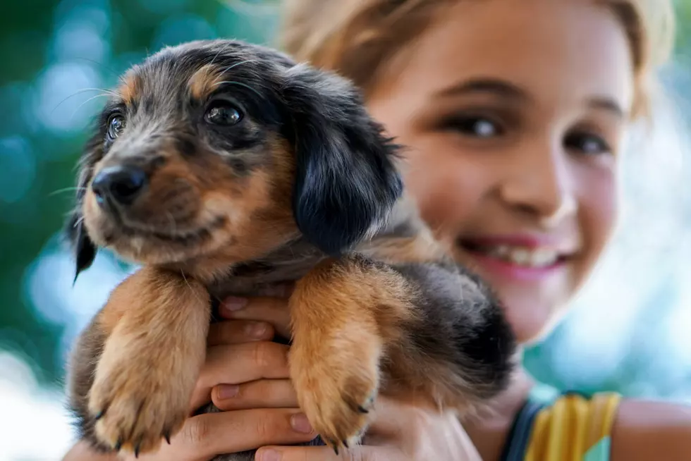 It’s National Puppy Day–Take a [LOOK] at Many Favorite Breeds